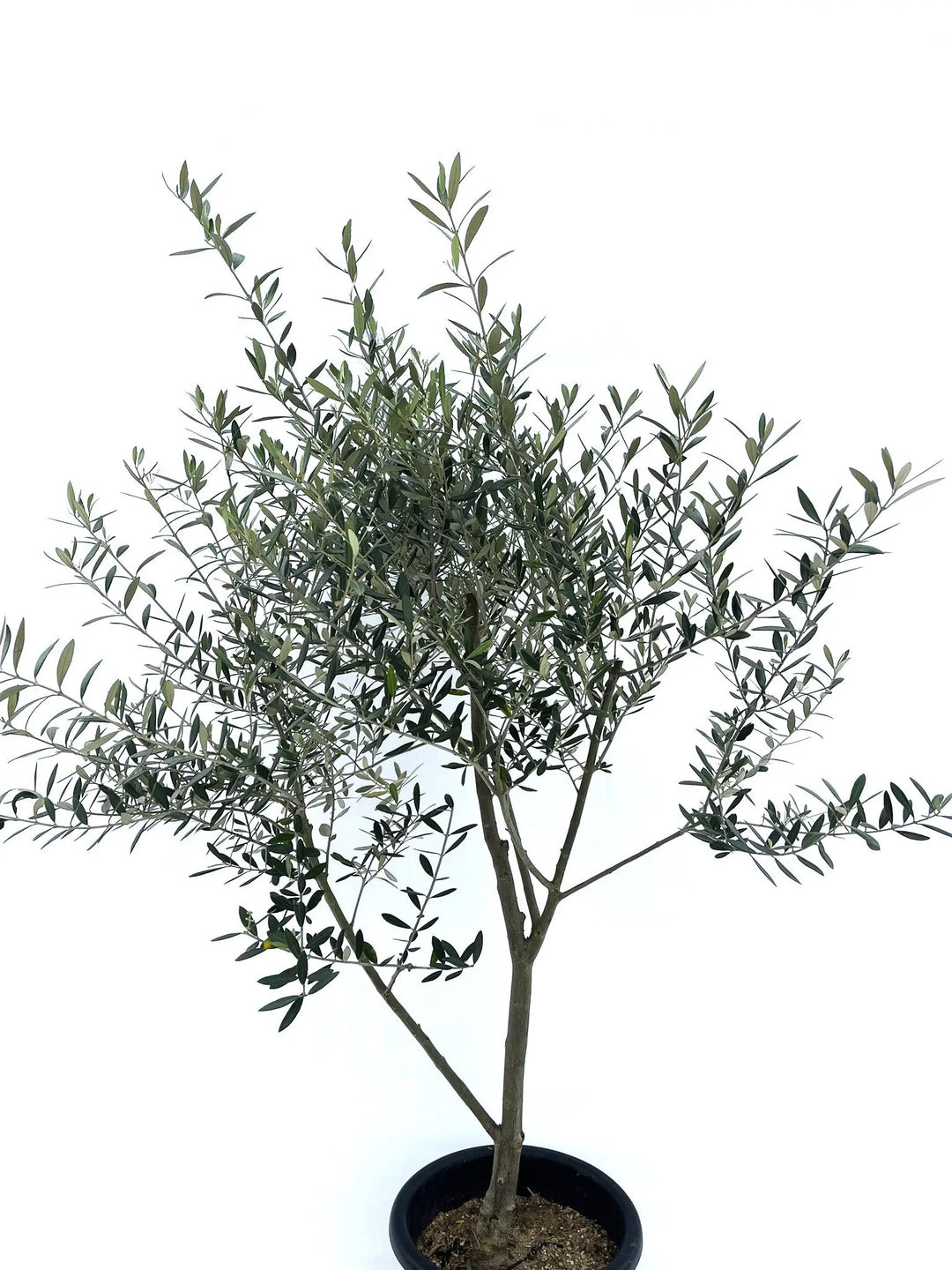 IMG_0199_1080x.jpg?v=1729519629