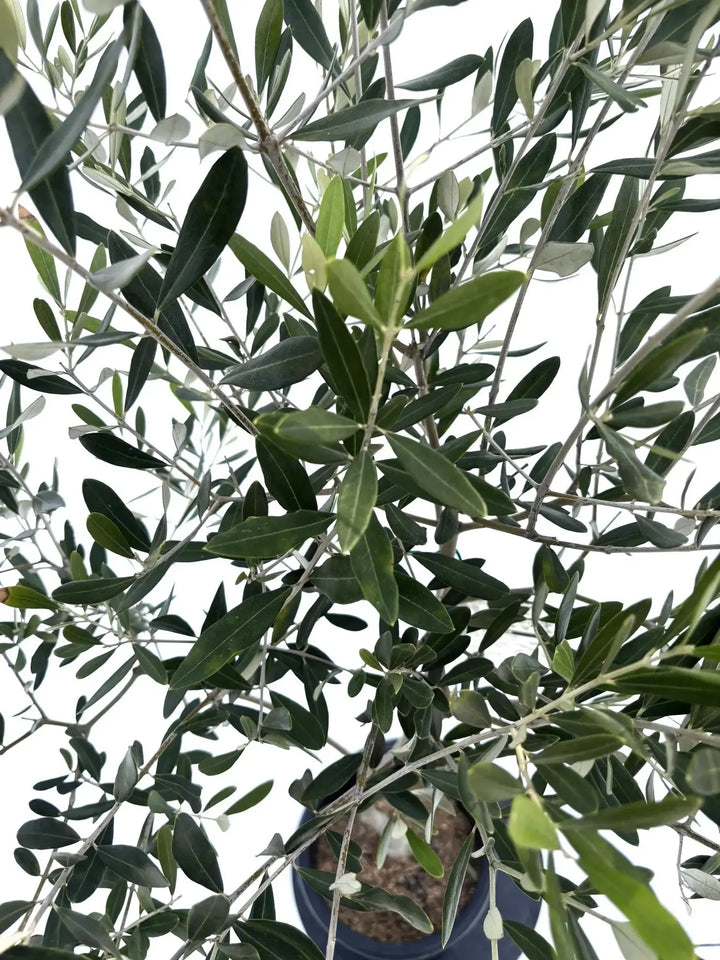 人気・直立型】ミッション（オリーブの木）〈シンボル向き〉｜155cm｜M