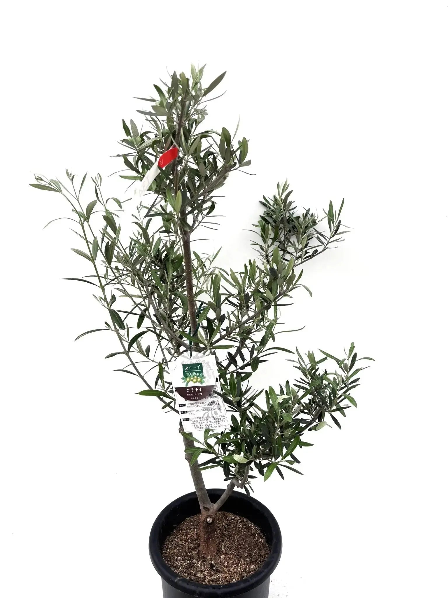 人気・直立型】コラチナ（オリーブの木）〈シンボル向き〉｜110cm｜M