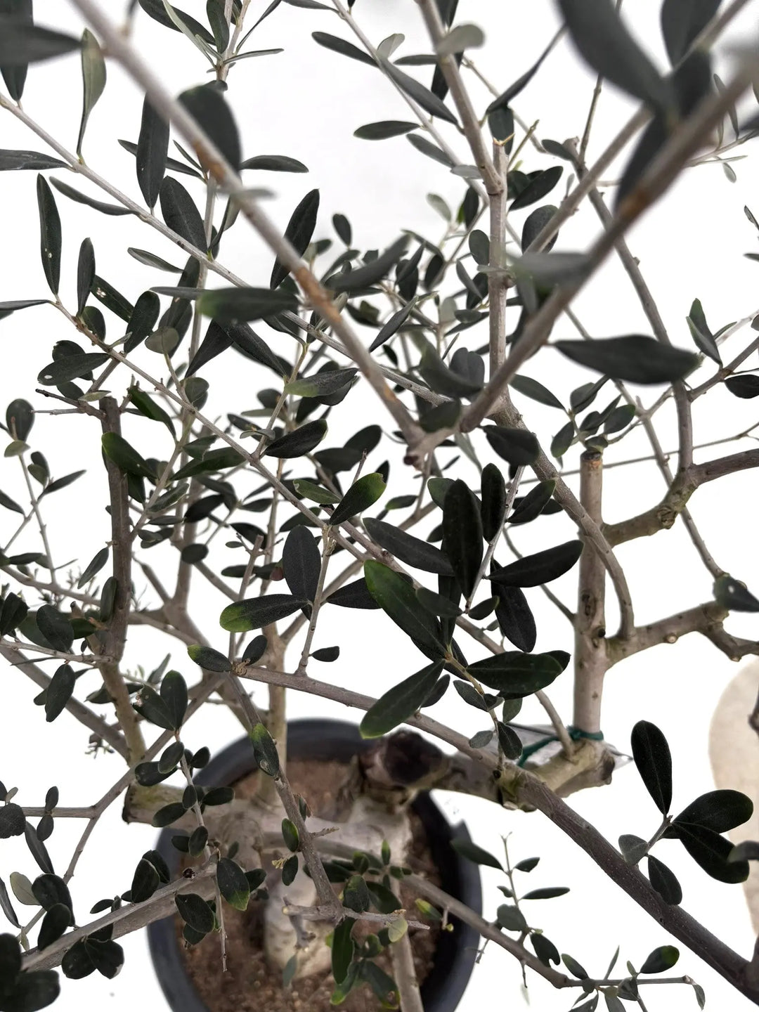 人気・寒さ・病害虫に強い】フラントイオ（オリーブの木）〈古木
