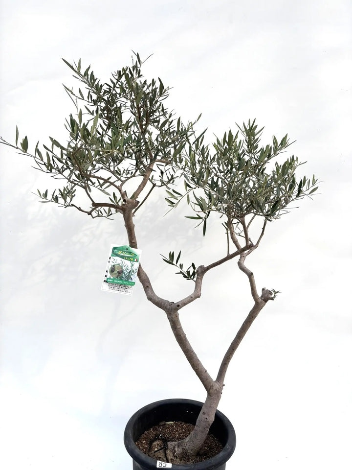 希少・柳型】マウリィーノ（オリーブの木）〈シンボル向き〉｜140cm｜L