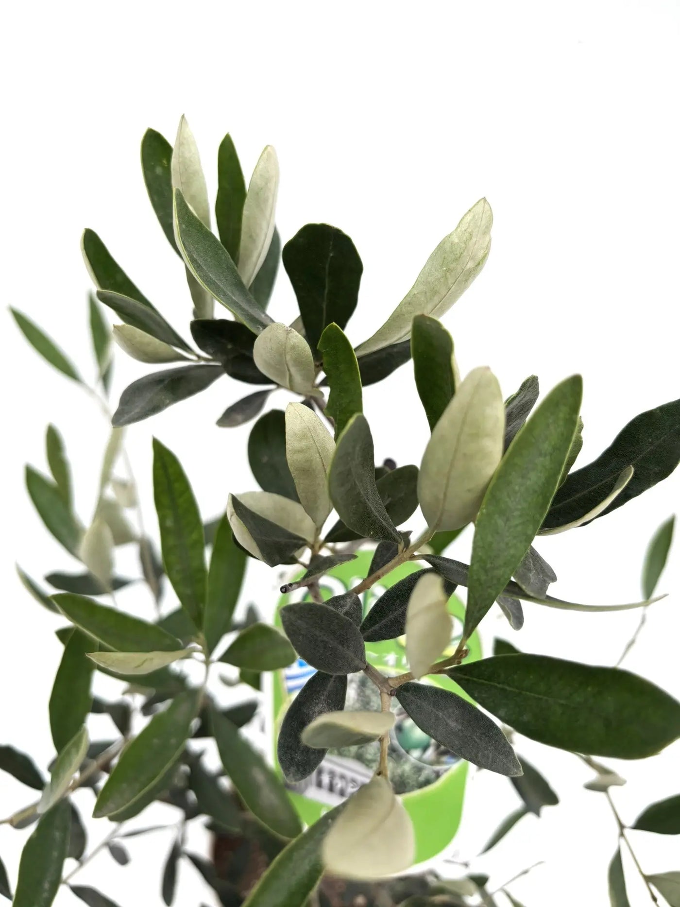 カラマタ XSサイズ 約70cm K-120 オリーブの木 希少品種 - 株式会社鶴亀園