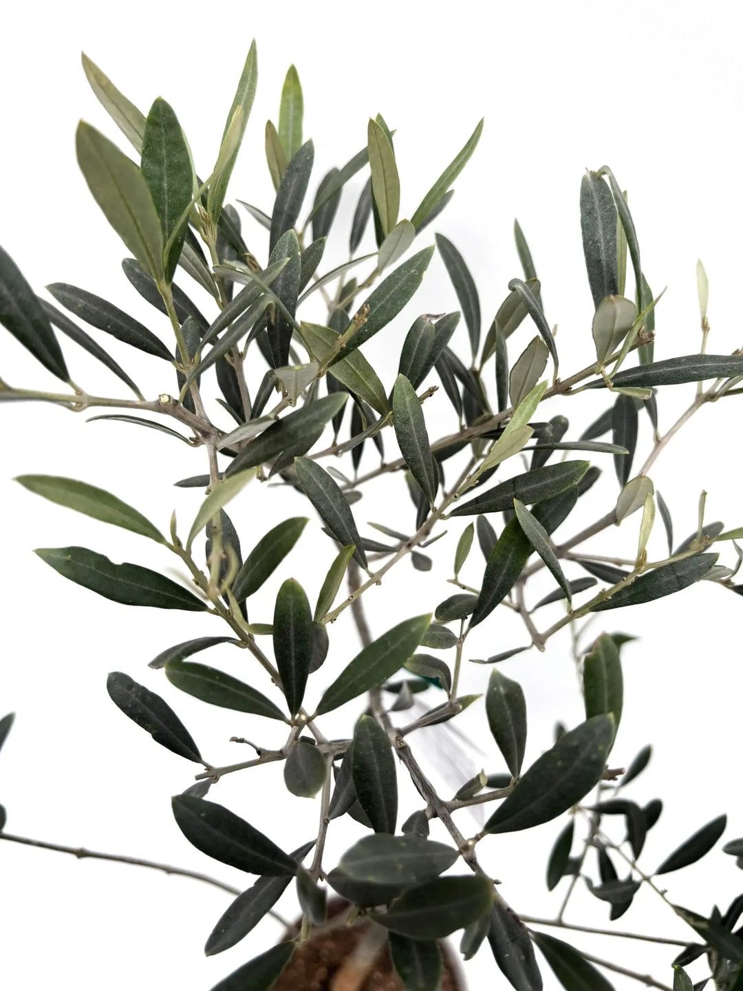 希少】タラスコア（オリーブの木）〈観葉植物〉｜約80cm｜XSサイズ｜K