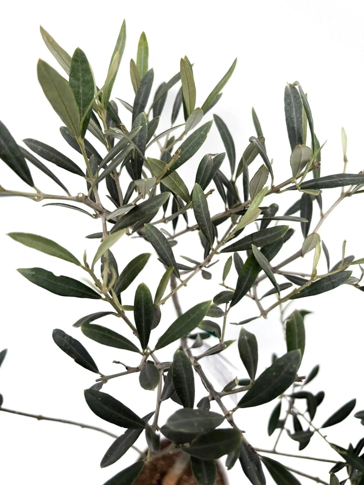 希少】タラスコア（オリーブの木）〈観葉植物〉｜約80cm｜XSサイズ｜K