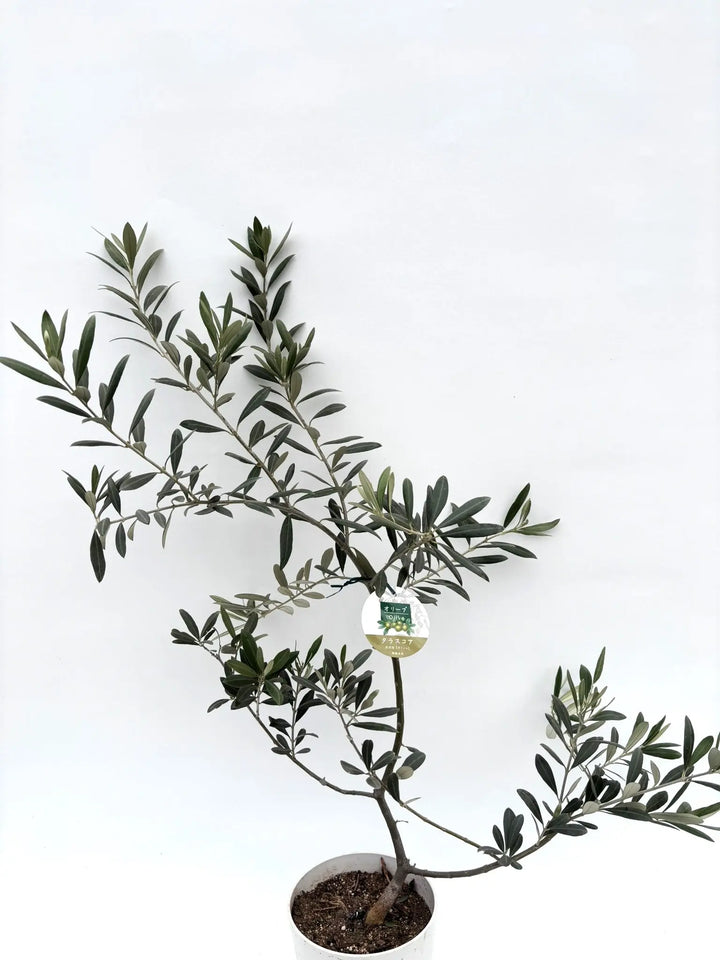 希少】タラスコア（オリーブの木）〈観葉植物〉｜約100cm｜XSサイズ｜K