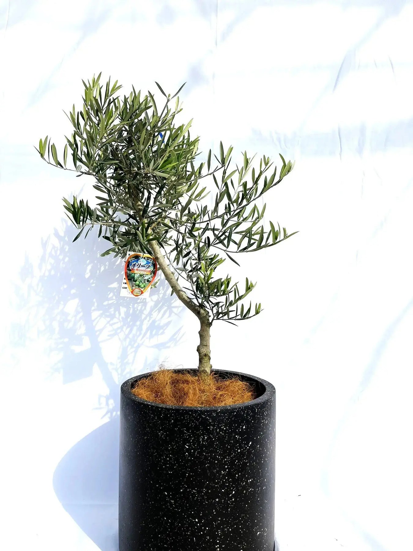 IMG_9828_1800x1800.jpg?v=