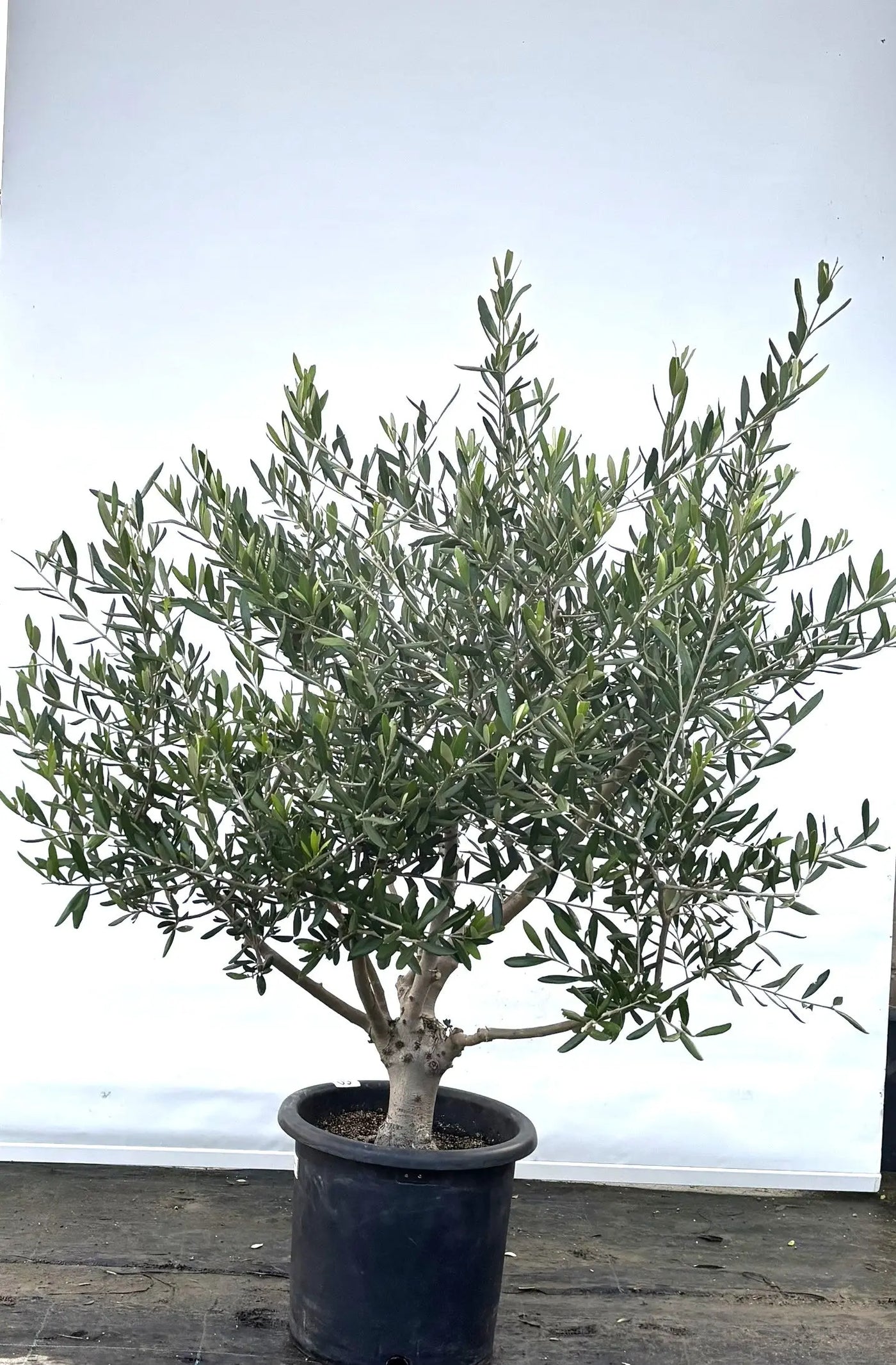 コラチナ Lサイズ 約130cm K-60 オリーブの木 - 株式会社鶴亀園