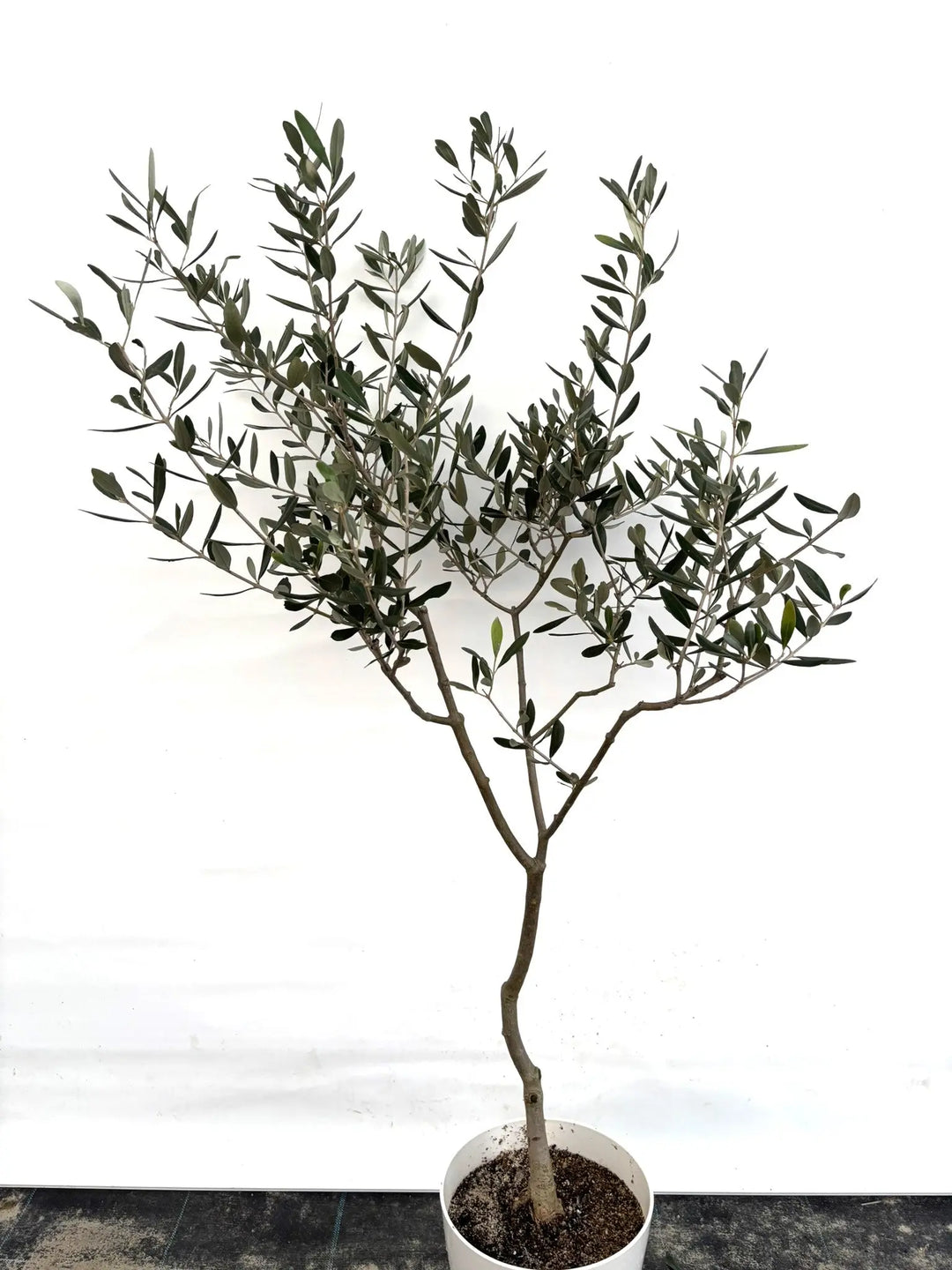 K-21-1_933a96c6-8678-4cf5-826d