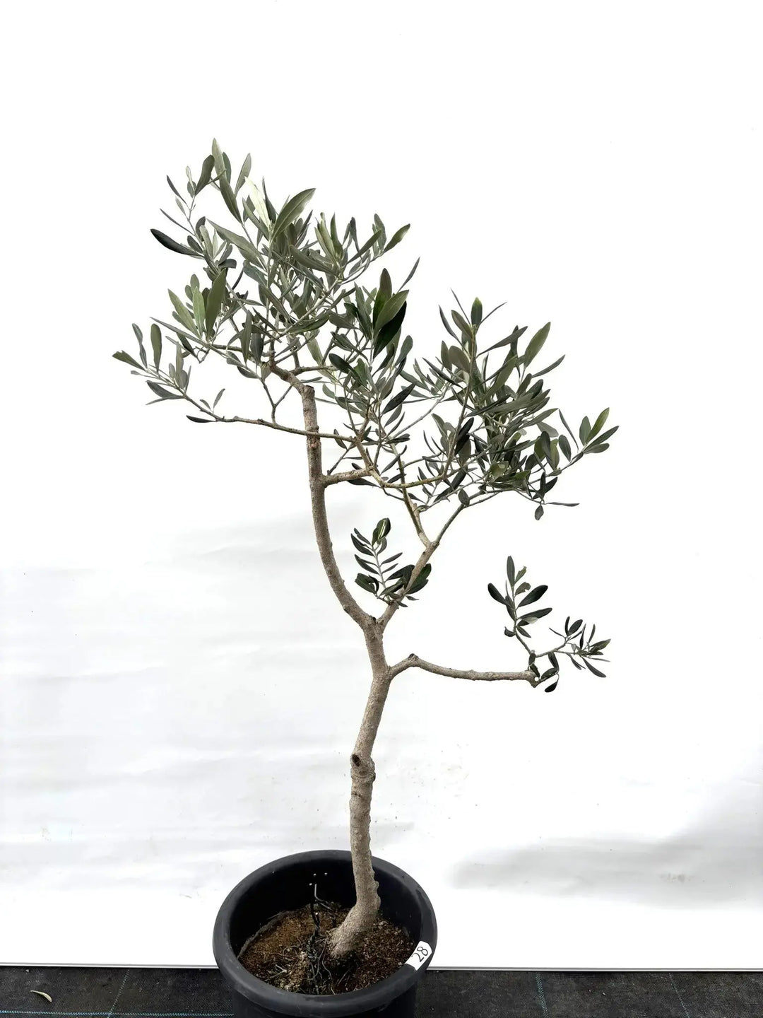 K-28-1_1080x.jpg?v=1744248651