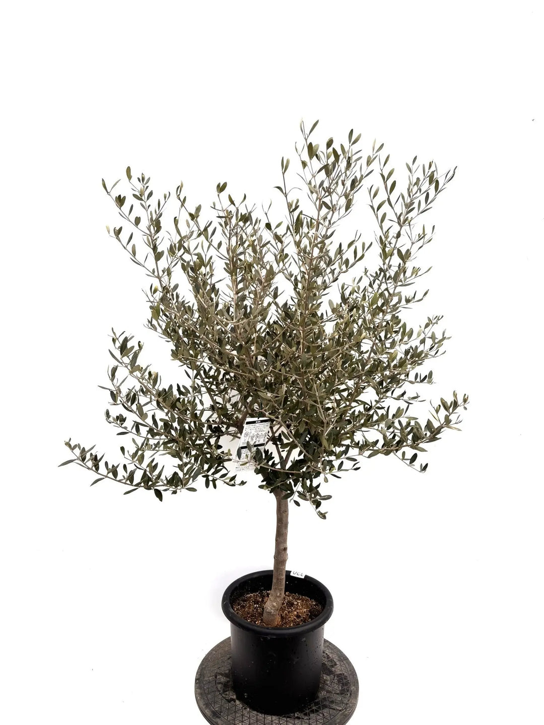 NEWコレッジョラ（オリーブの木）｜Mサイズ｜K-320｜約130cm｜耐寒