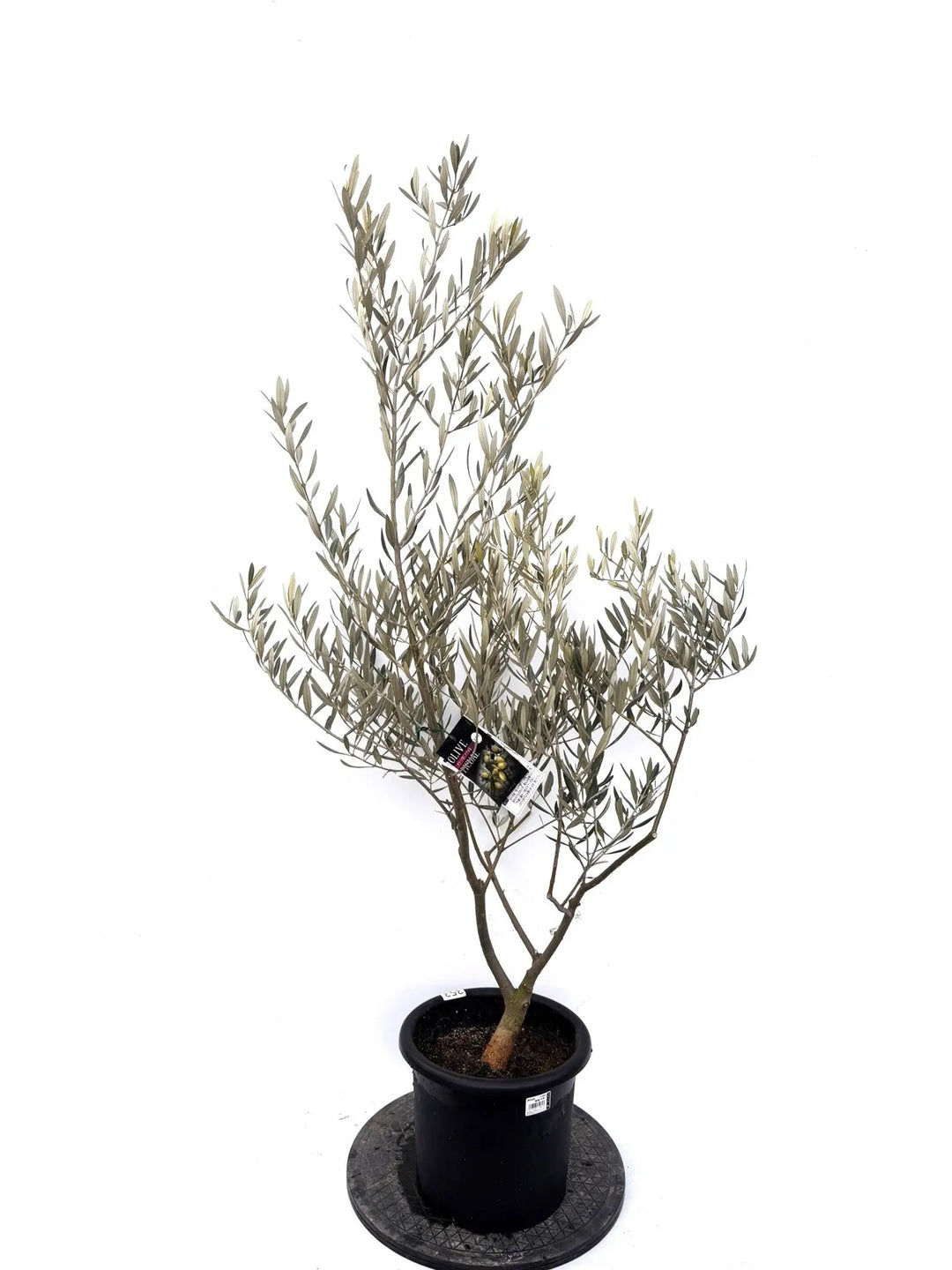 NEWピクアル（オリーブの木）｜Mサイズ｜K-353｜約140cm｜人気・銀葉