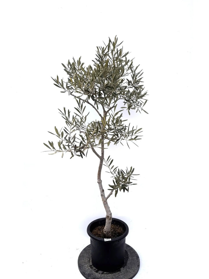 NEWデルモロッコ（オリーブの木）｜Mサイズ｜K-348｜約130cm｜希少