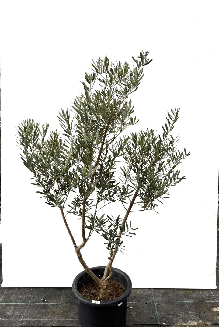 ネバディロブランコ Lサイズ 約150cm K-37 オリーブの木 - 株式会社鶴亀園