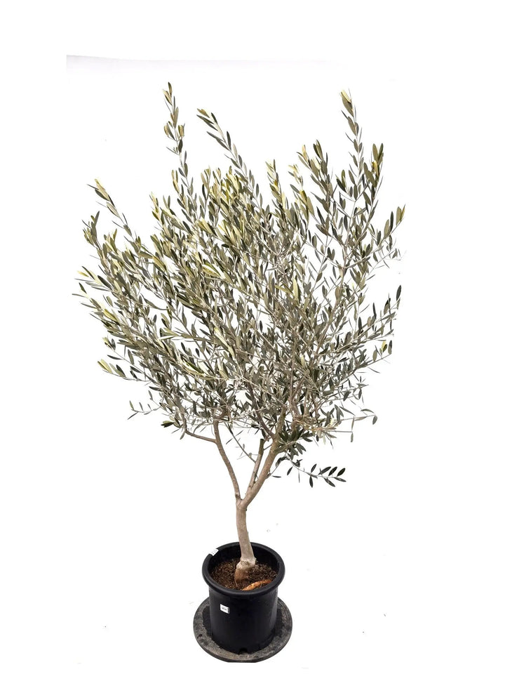 NEWルッカ（オリーブの木）｜Lサイズ｜K-364｜約200cm｜人気・寒冷地OK