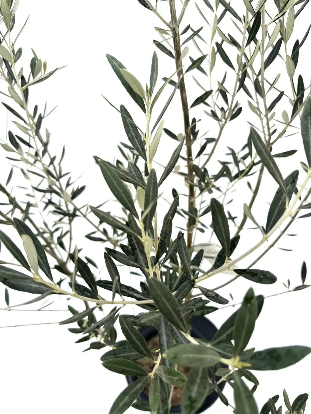 モライオロ Mサイズ 約150cm NO.10494 オリーブの木 - 株式会社鶴亀園