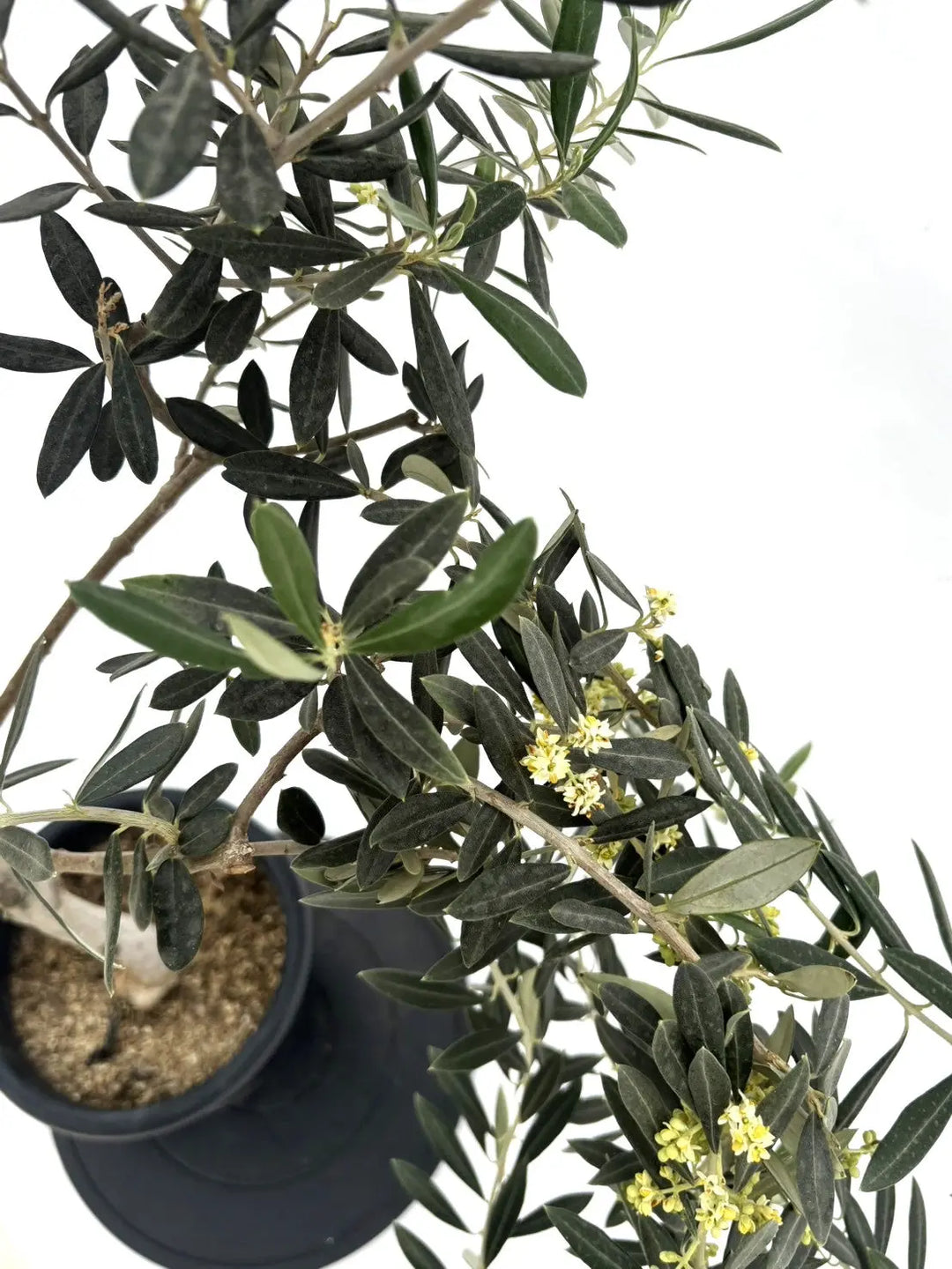 ワラサ Mサイズ 約145cm NO.10495 オリーブの木 希少品種 - 株式会社鶴亀園