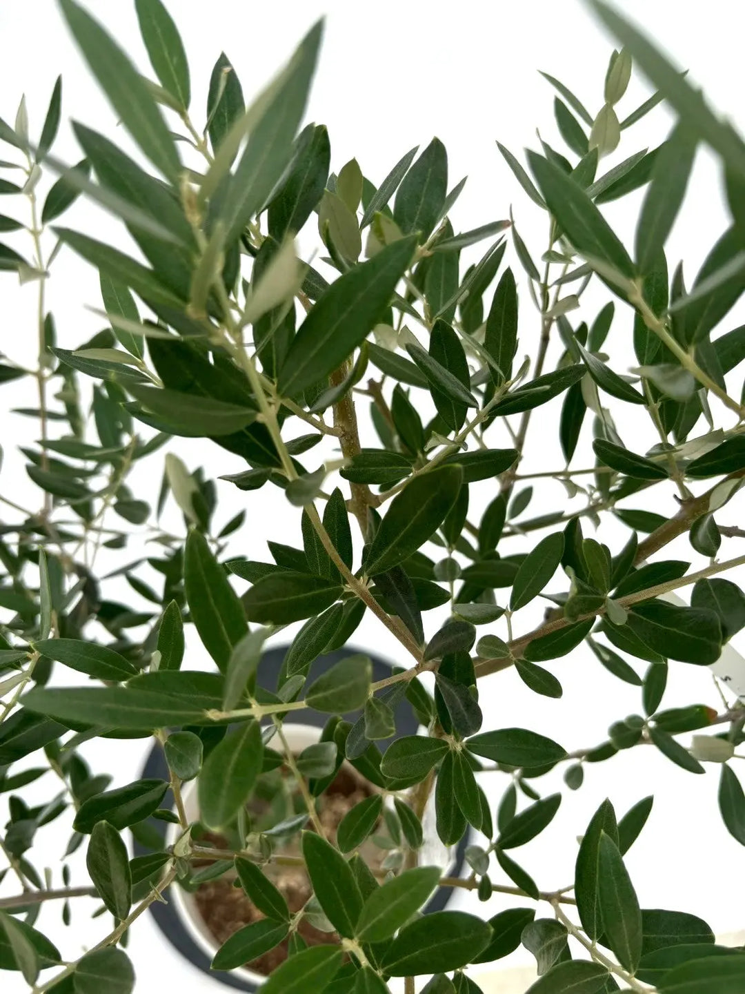 人気・直立型】ミッション（オリーブの木）〈シンボル向き〉｜95cm｜S