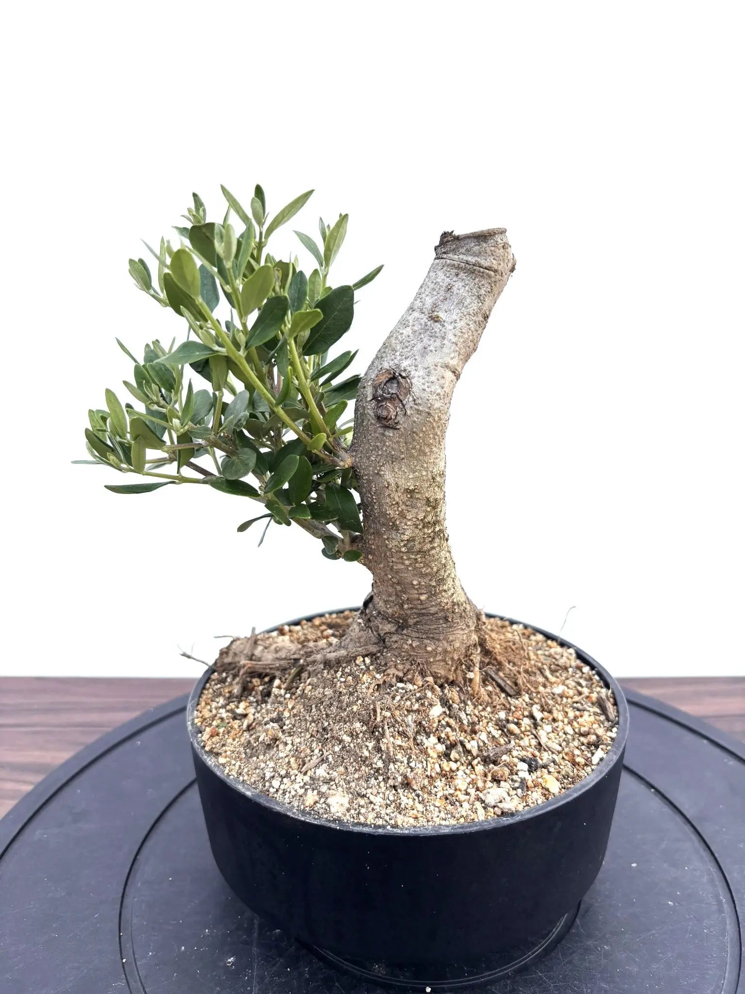 盆栽風オリーブの木 - 株式会社鶴亀園