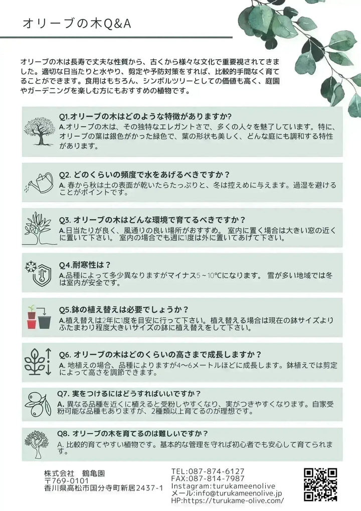 人気・寒冷地対応】ルッカ（オリーブの木）〈初心者向き〉｜175cm｜L