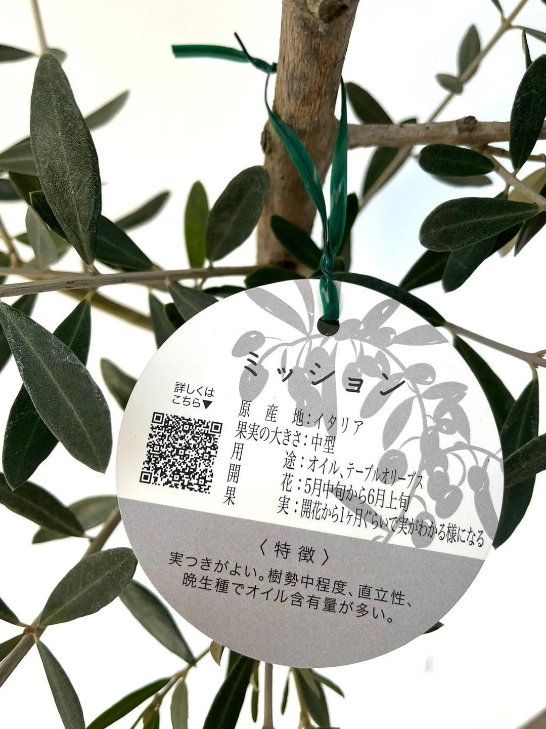 ミッション Lサイズ 約150cm NO.10208 オリーブの木 - 株式会社鶴亀園