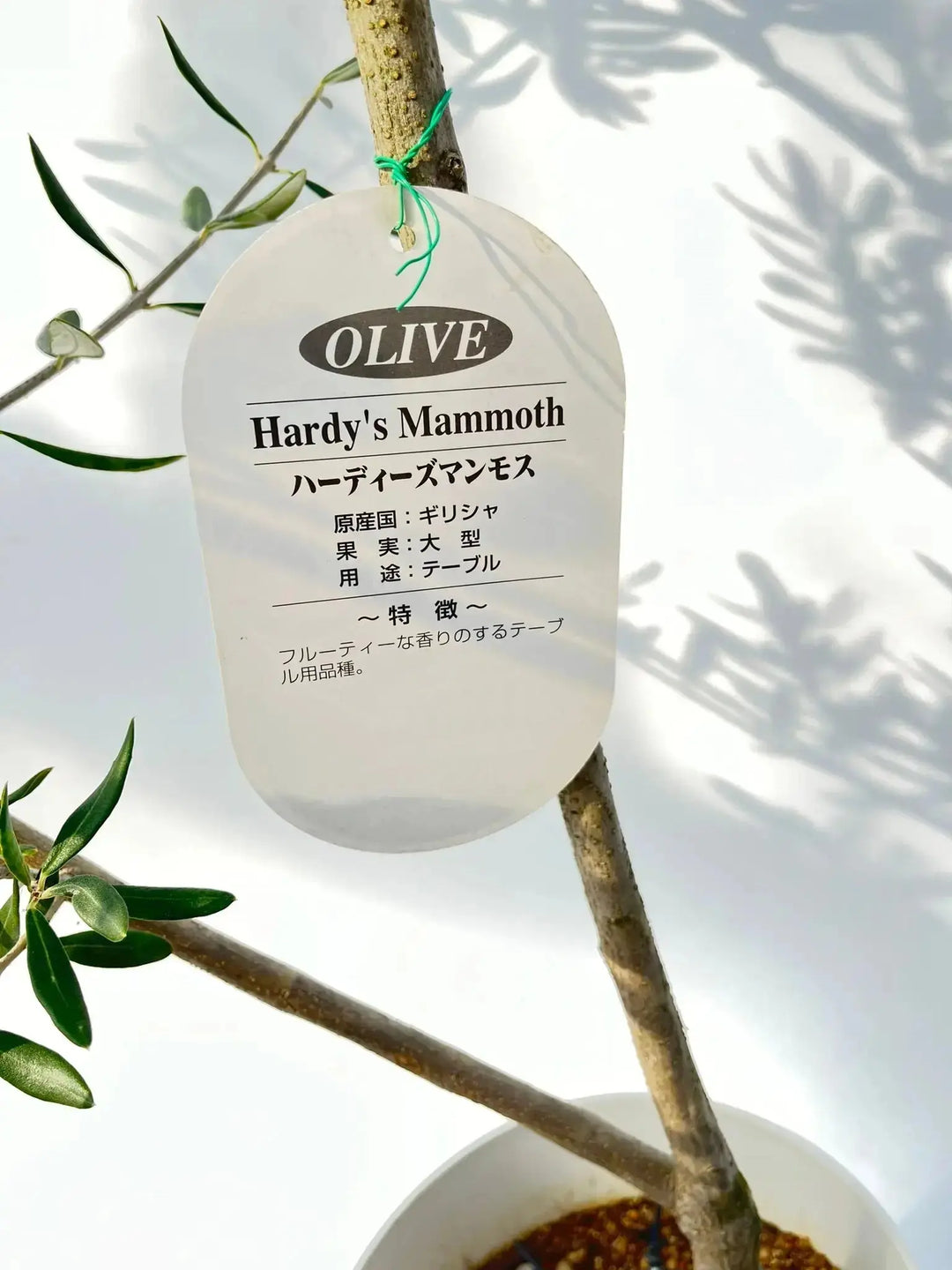 NEWハーディーズマンモス（オリーブの木）｜Sサイズ｜K-326｜約120cm