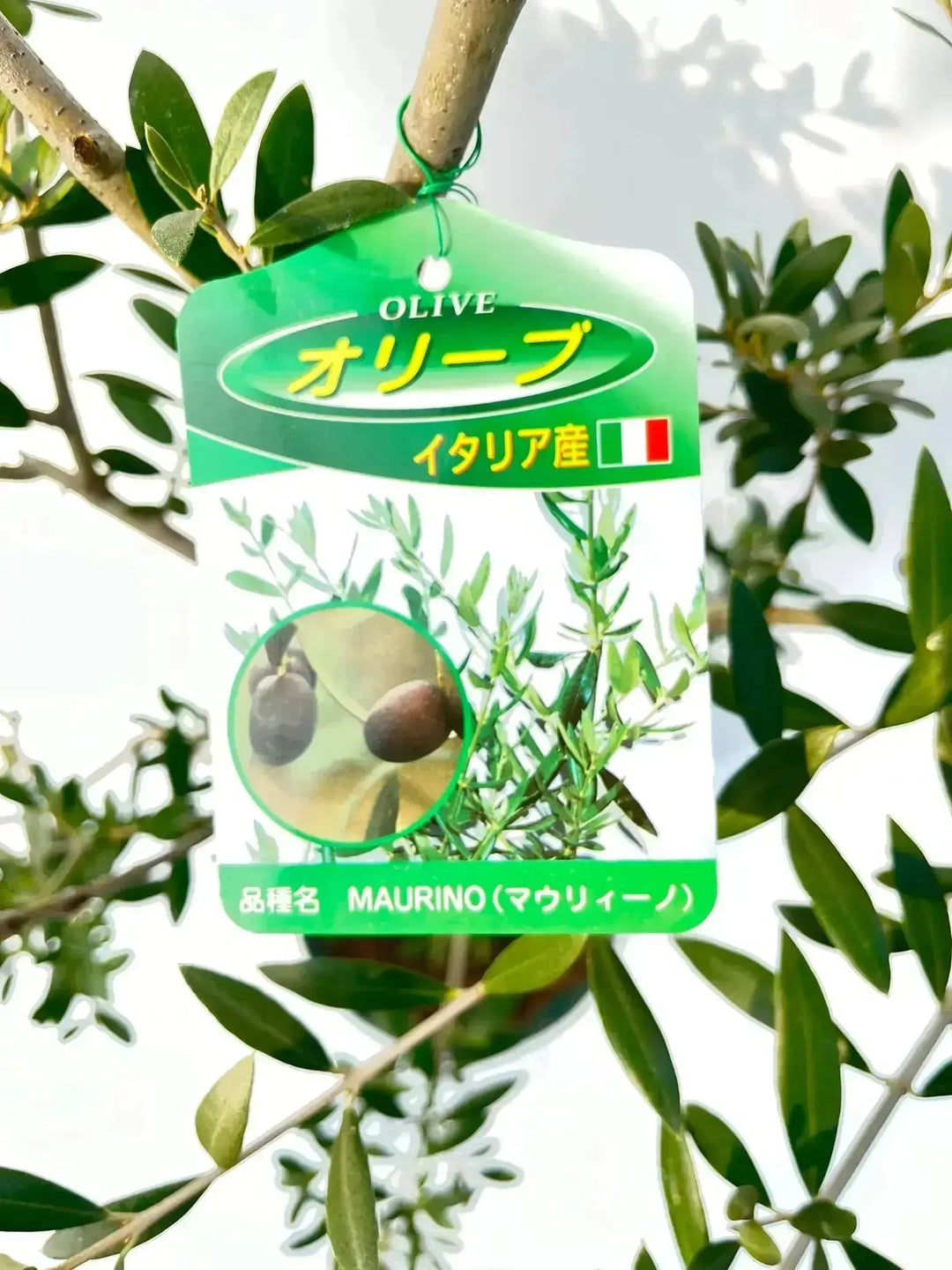 希少・柳型】マウリィーノ（オリーブの木）〈シンボル向き〉｜120cm｜M