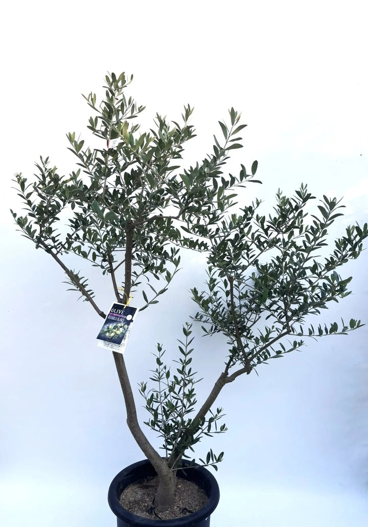 人気・開帳型】ネバディロブランコ（オリーブの木）〈初心者向き〉｜約