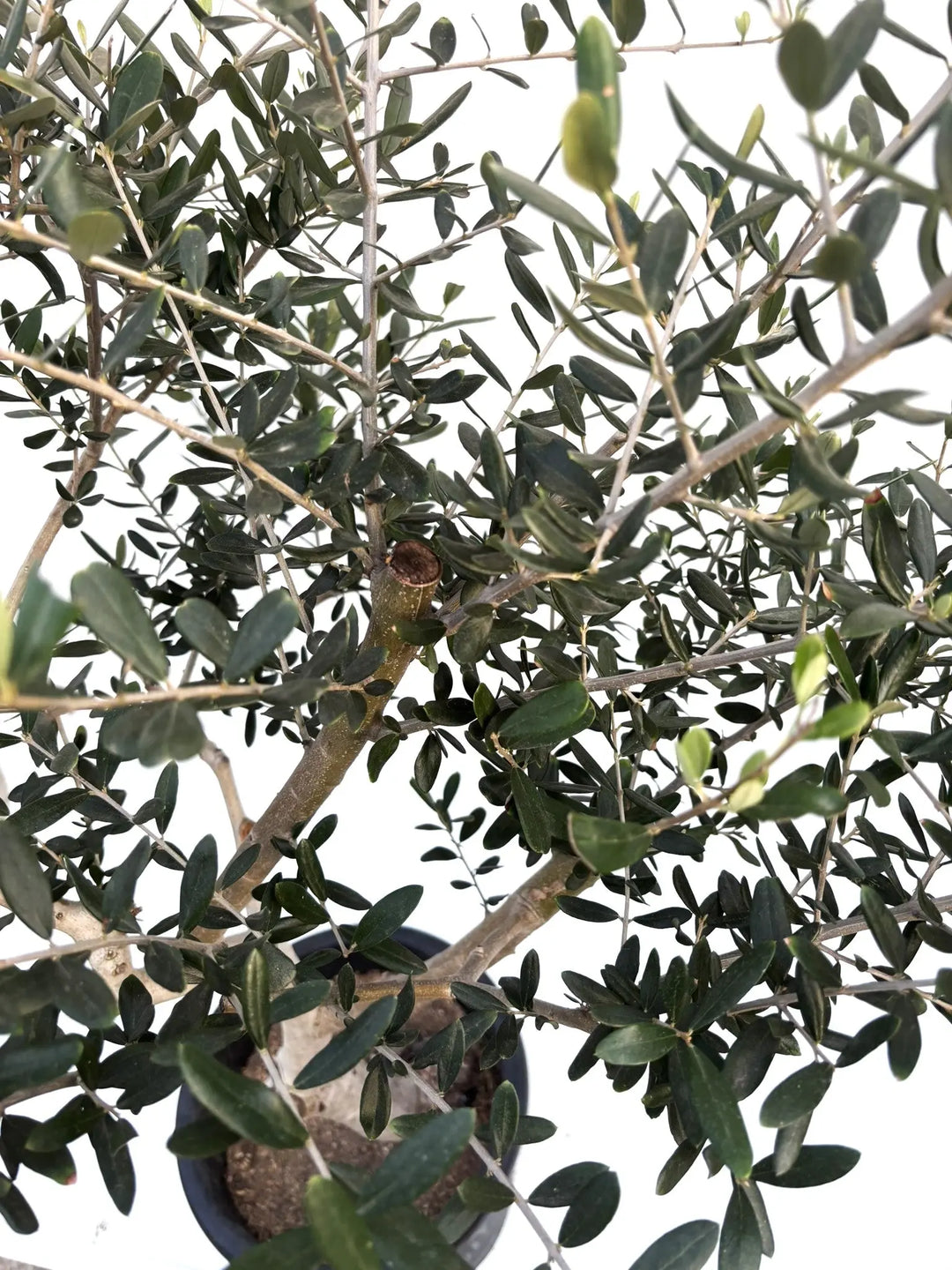 ルッカ Lサイズ 約140cm K-168 オリーブの木 人気品種 - 株式会社鶴亀園