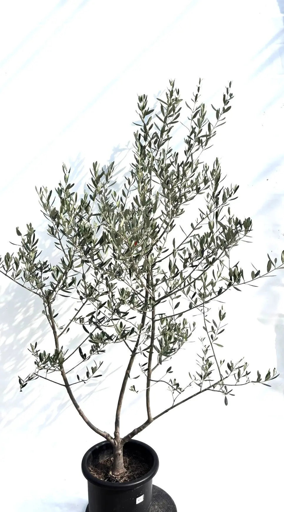 寒さに強い・開帳型】コレッジョラ（オリーブの木）〈病害虫に強い