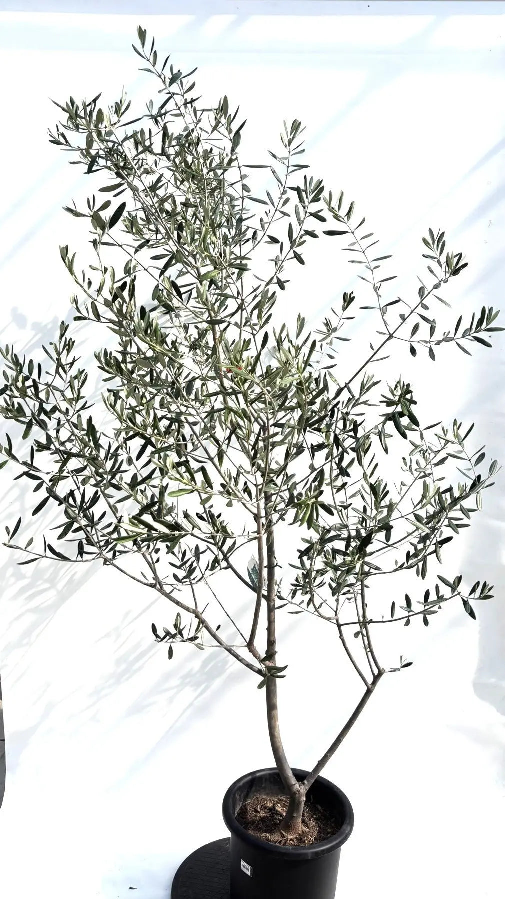 ルッカ Lサイズ 約200cm K-180 オリーブの木 人気品種 - 株式会社鶴亀園