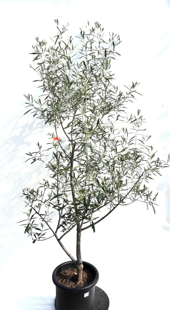 人気・直立型】コラチナ（オリーブの木）〈シンボル向き〉｜200cm｜L