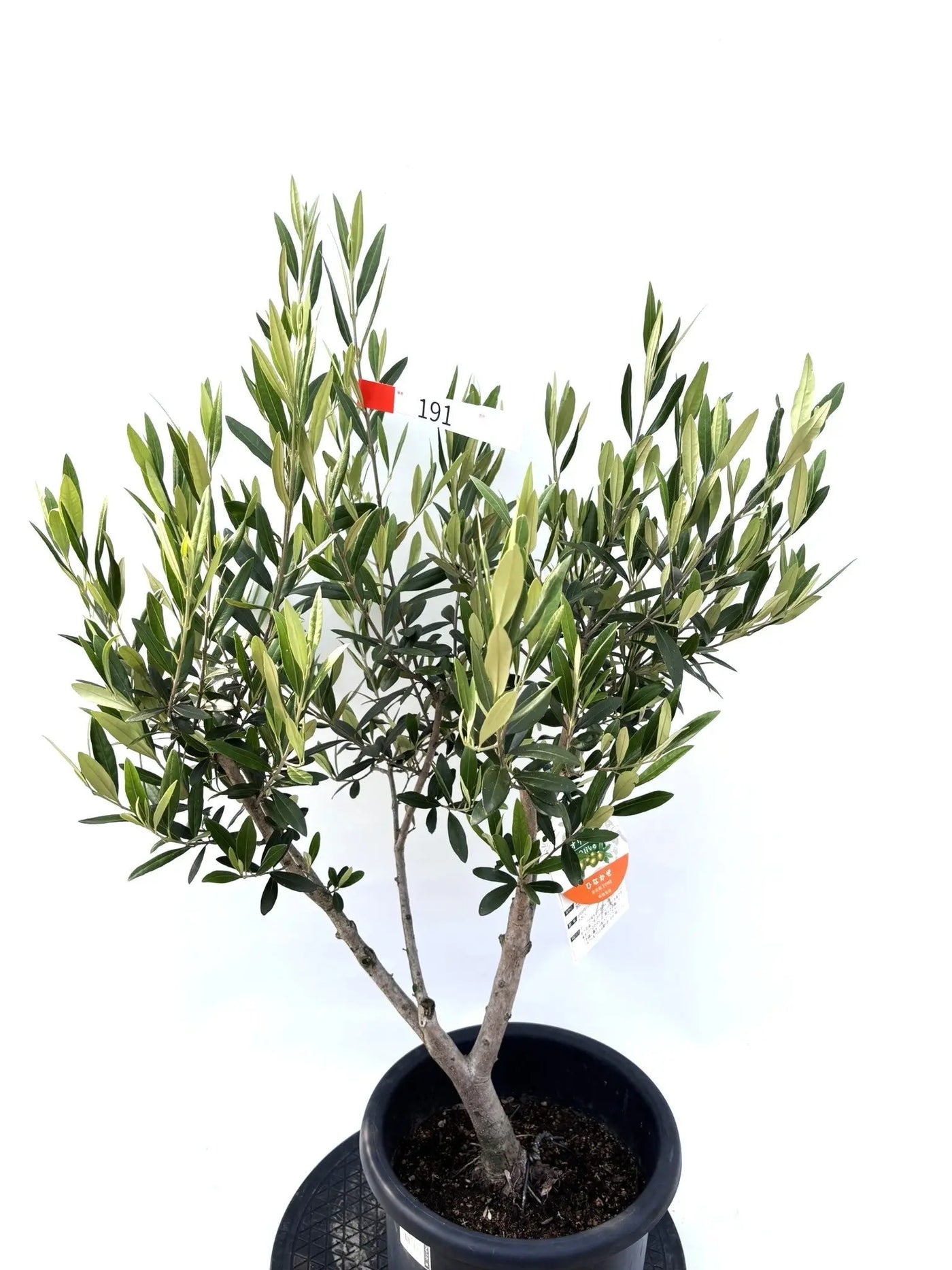 初心者向き・直立型】ひなかぜ（オリーブの木）〈目隠し〉｜100cm｜M