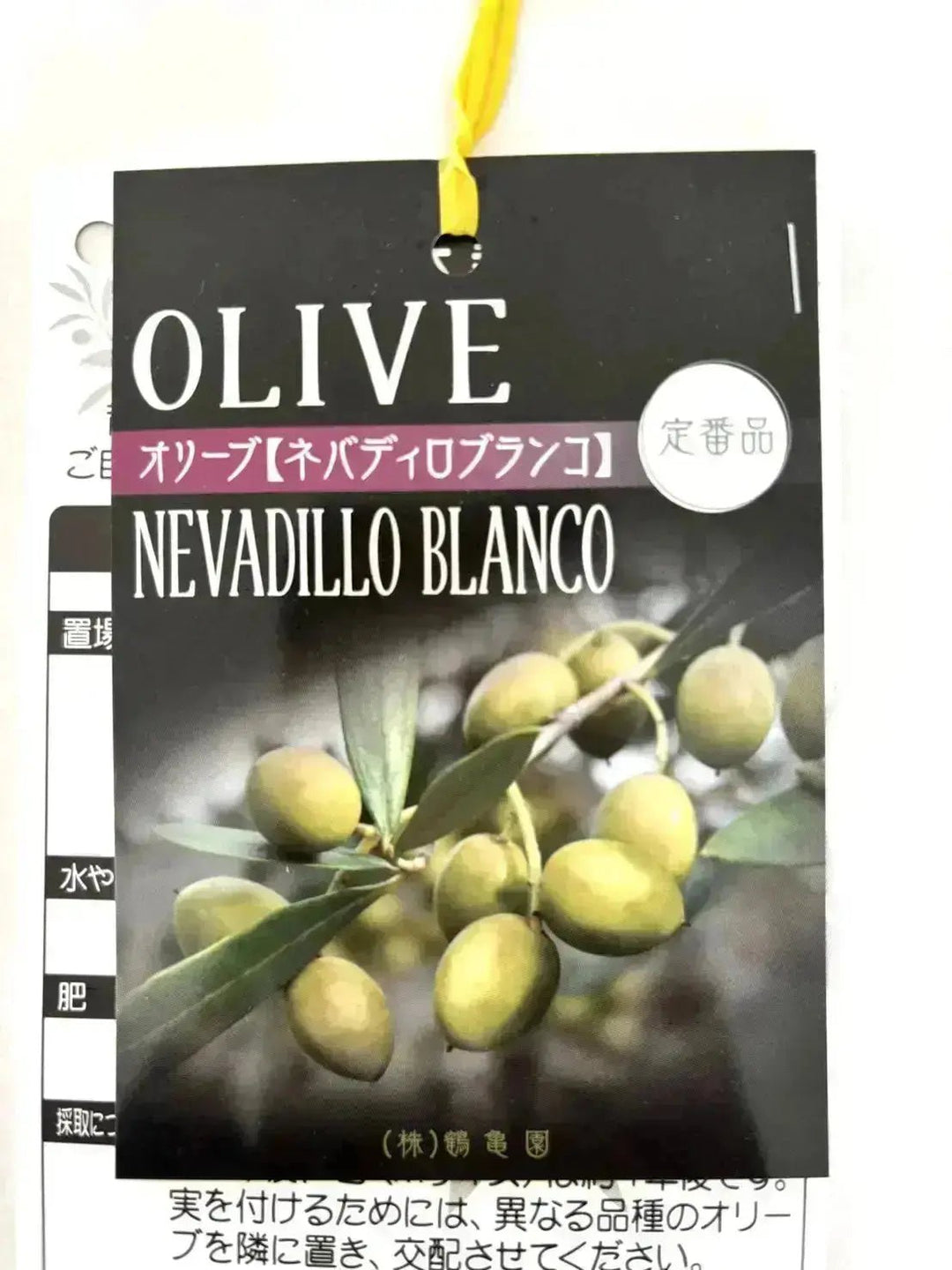 ネバディロブランコ Mサイズ 約100cm NO.10411 オリーブの木 - 株式