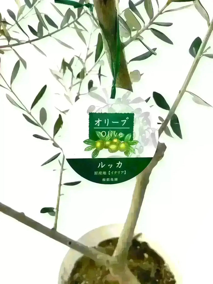 人気・寒冷地対応】ルッカ（オリーブの木）〈初心者向き〉｜200cm｜L