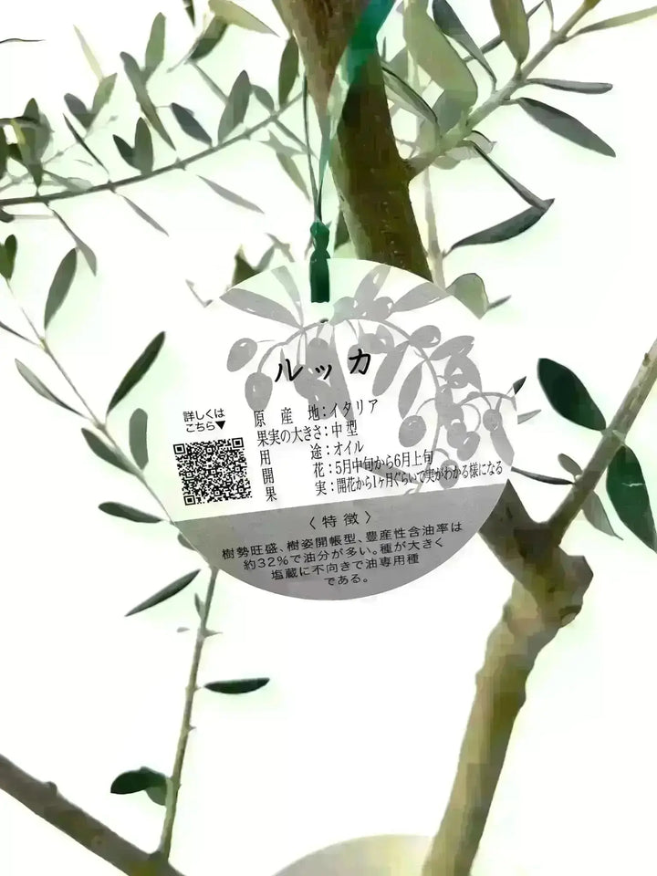 人気・寒冷地対応】ルッカ（オリーブの木）〈初心者向き〉｜160cm｜L