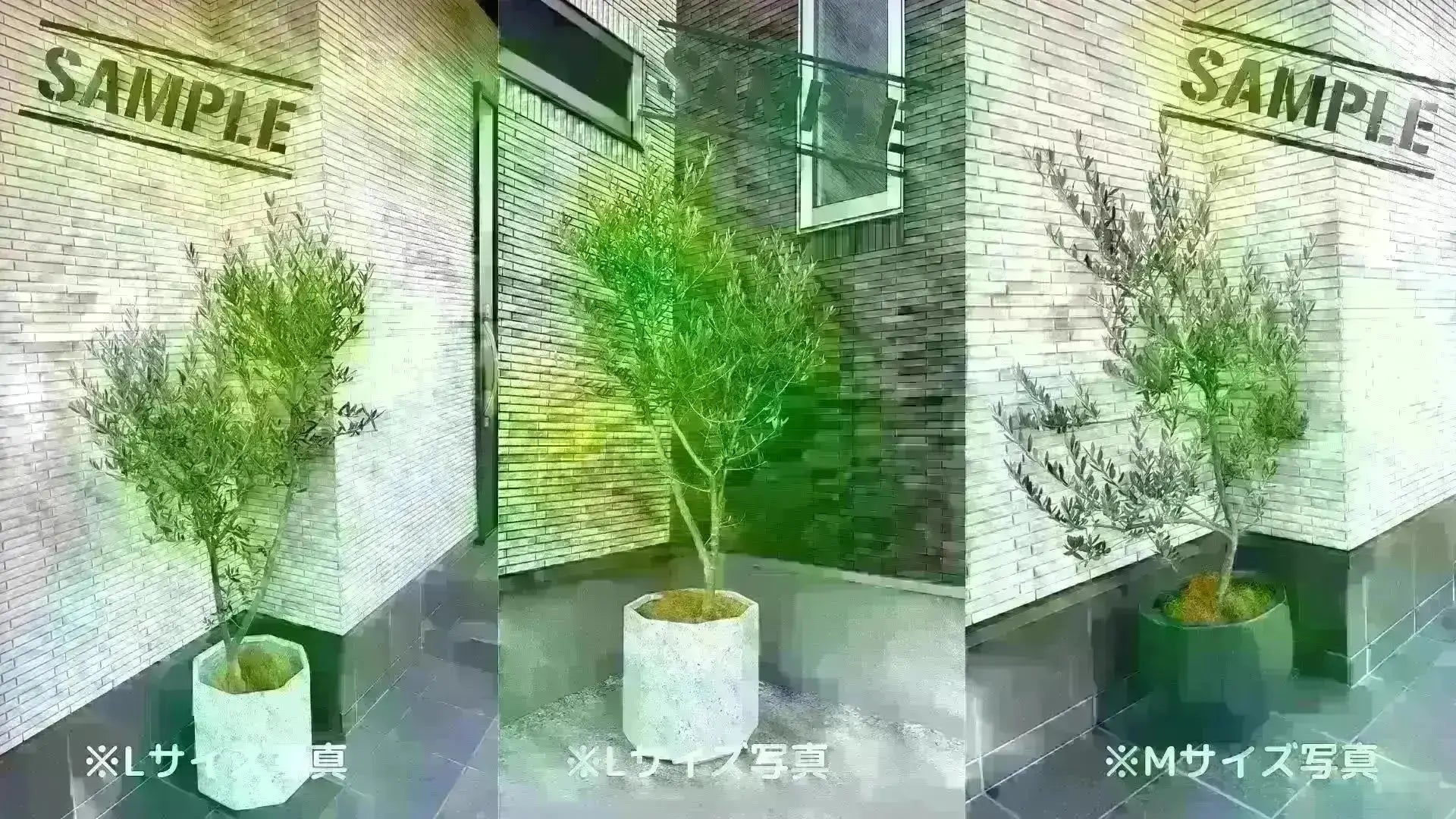 タラスコア Lサイズ 約180cm K-74 オリーブの木 希少品種 - 株式会社鶴亀園