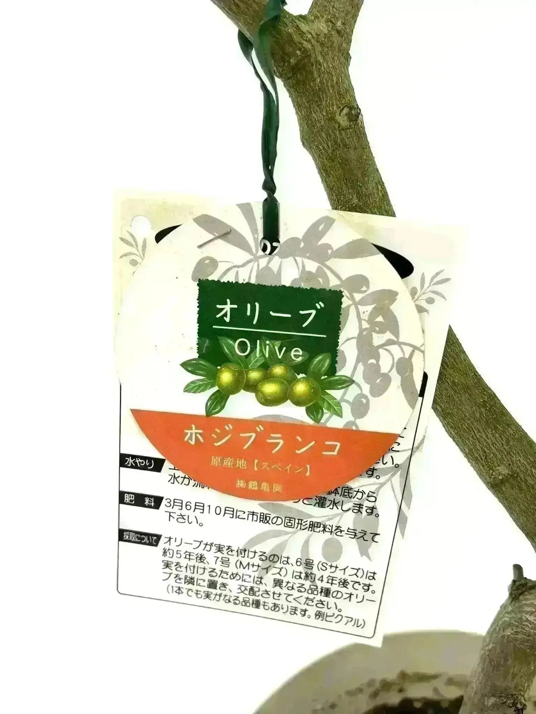 ホジブランコ Lサイズ 約70cm K-84 オリーブの木 古木 - 株式会社鶴亀園