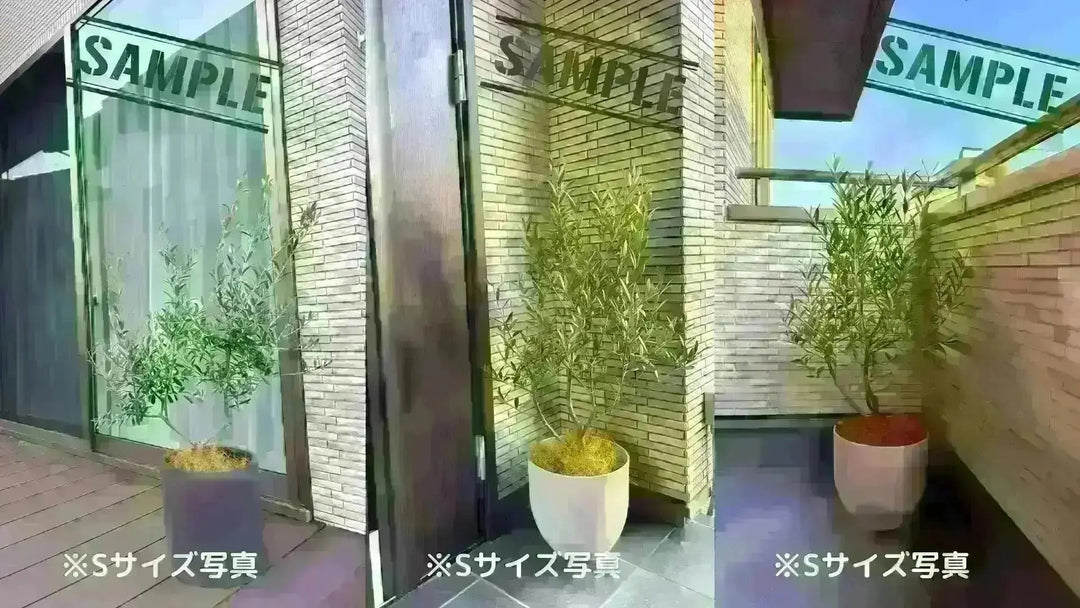 アメリカン Mサイズ 約120cm NO.10488 オリーブの木 希少品種 - 株式