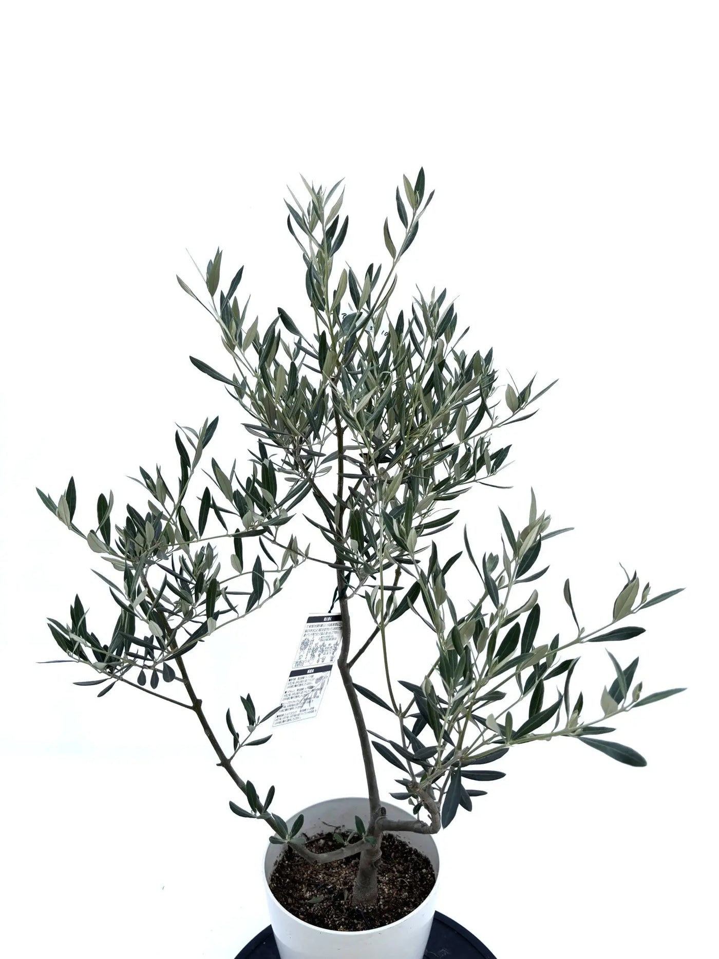人気・銀葉】ピクアル（オリーブの木）〈自家受粉〉｜約100cm｜Sサイズ