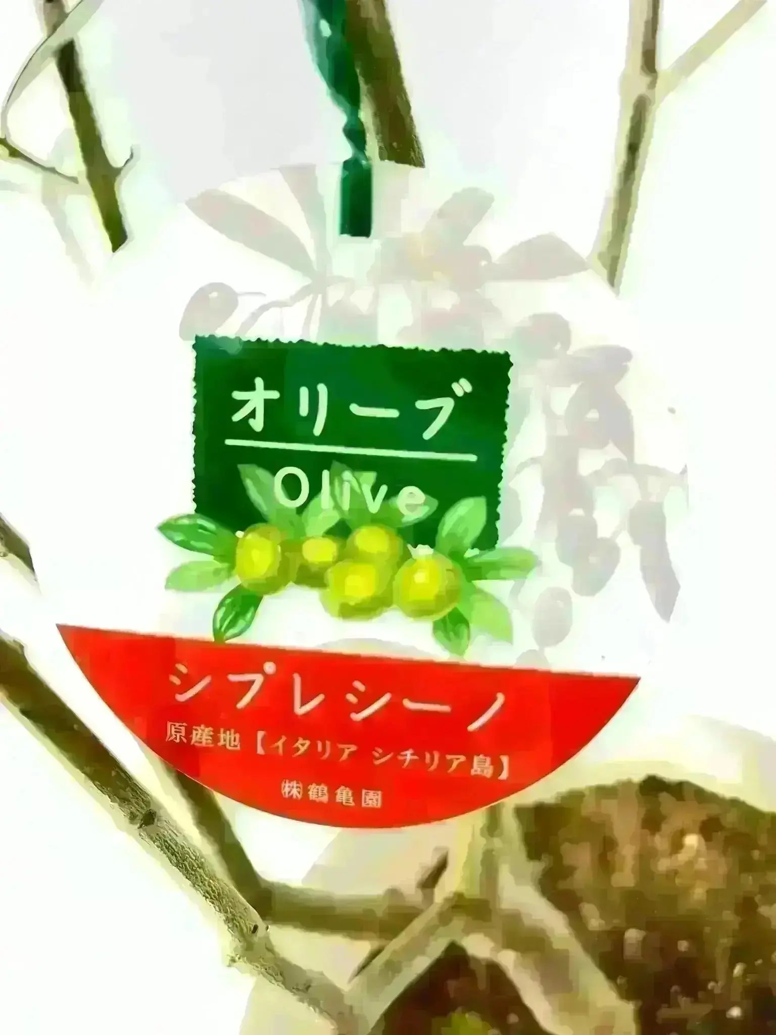 NEWシプレシーノ（オリーブの木）｜大型商品｜NO.1857｜約190cm｜人気