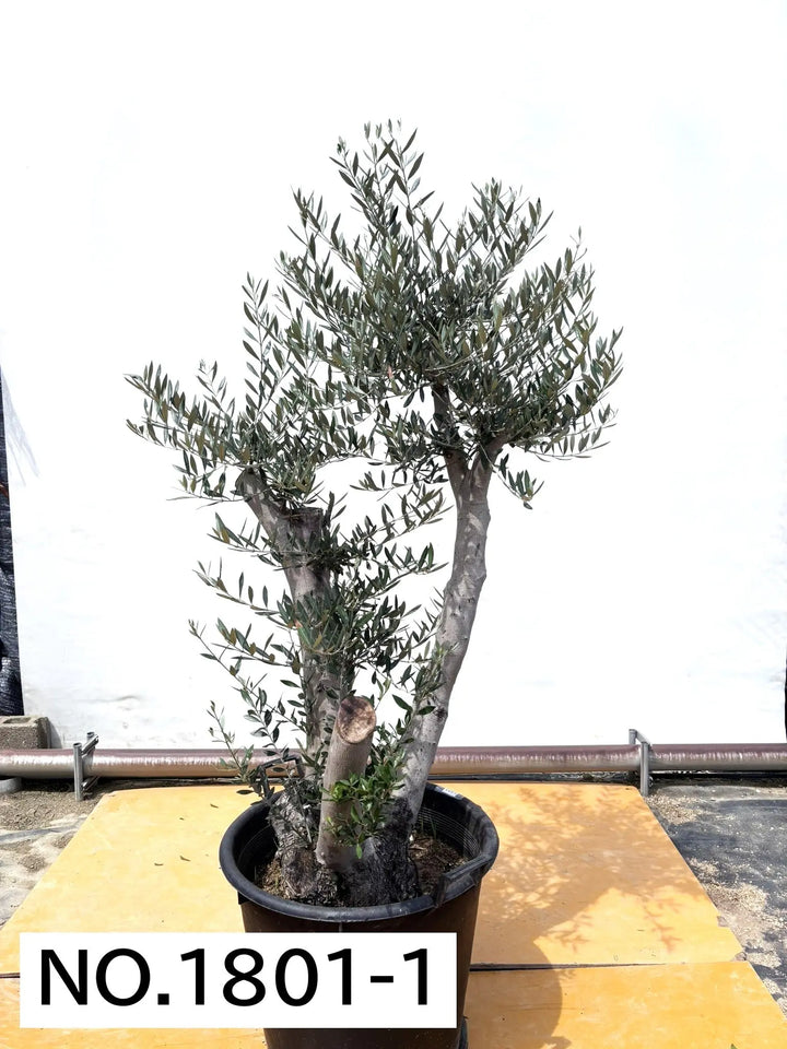 xl-180cm-no1801-530583_720x.