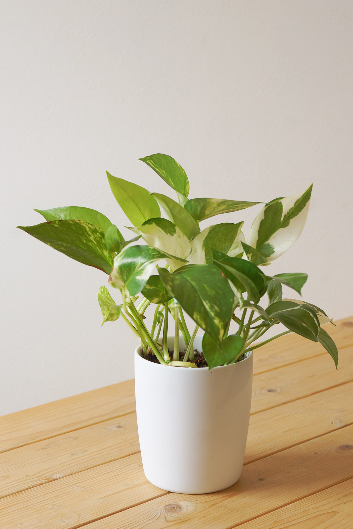 やっぱり5品種にしたい寄せ植えポトス | ウチデグリーン | UCHI de GREEN