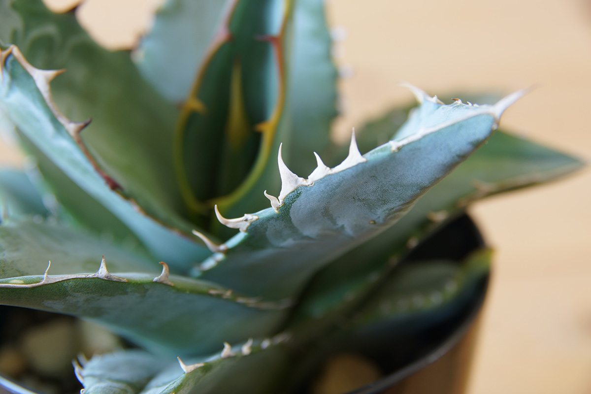強烈な日差しを受け、少し獰猛な表情を見せ始めたアガベ・チタノタ