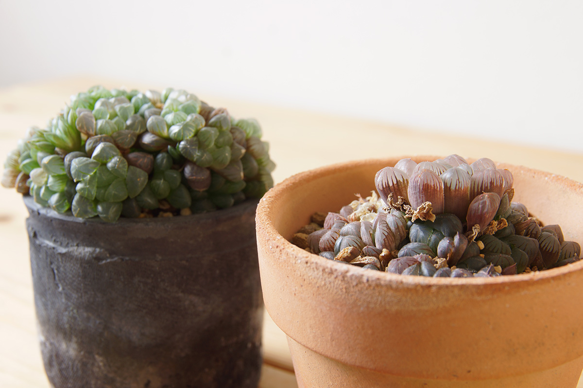 屋外と室内で随分と違いが表れたオブツーサ | ウチデグリーン | UCHI