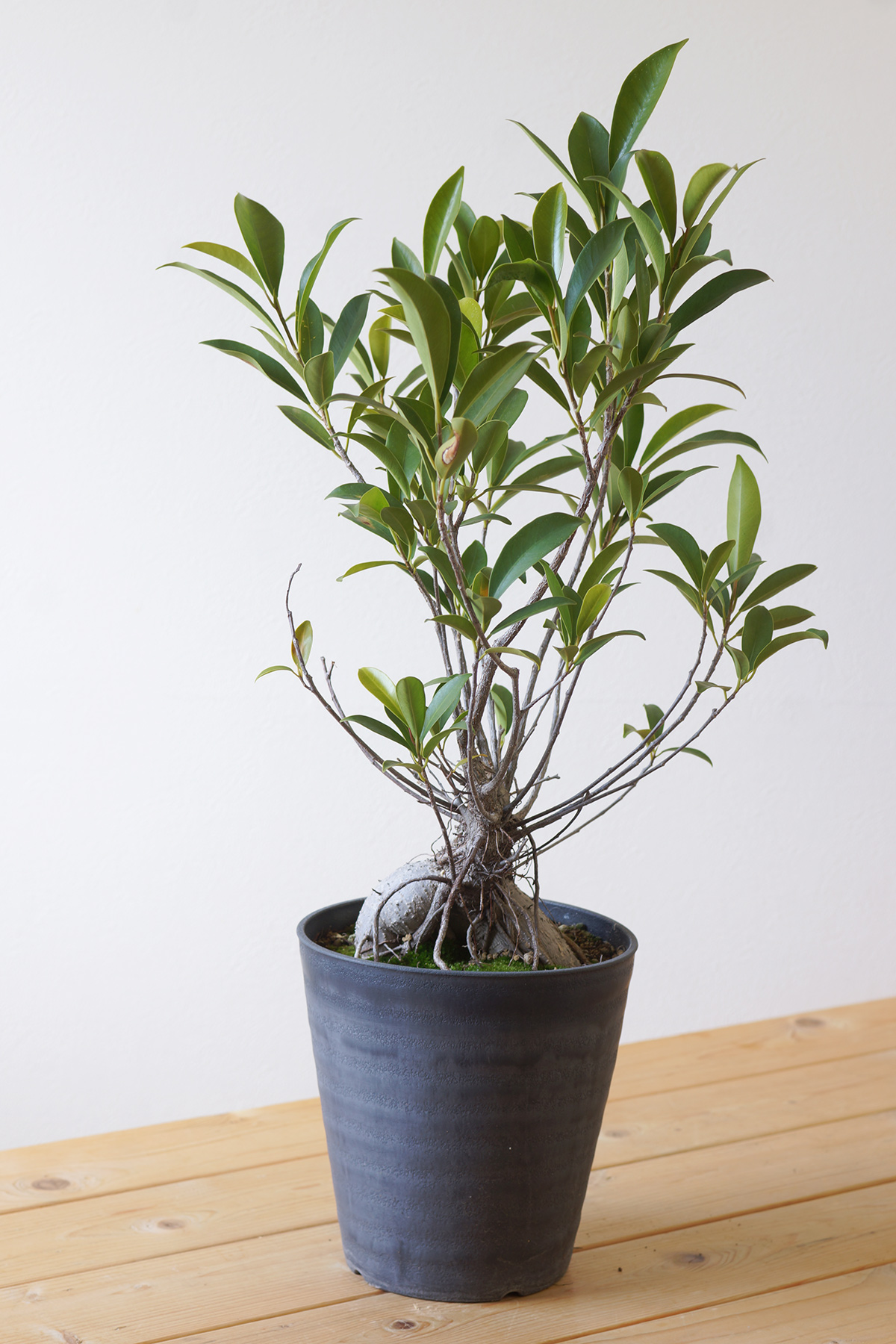 強い生命力を感じるガジュマルの気根の生長 | ウチデグリーン | UCHI