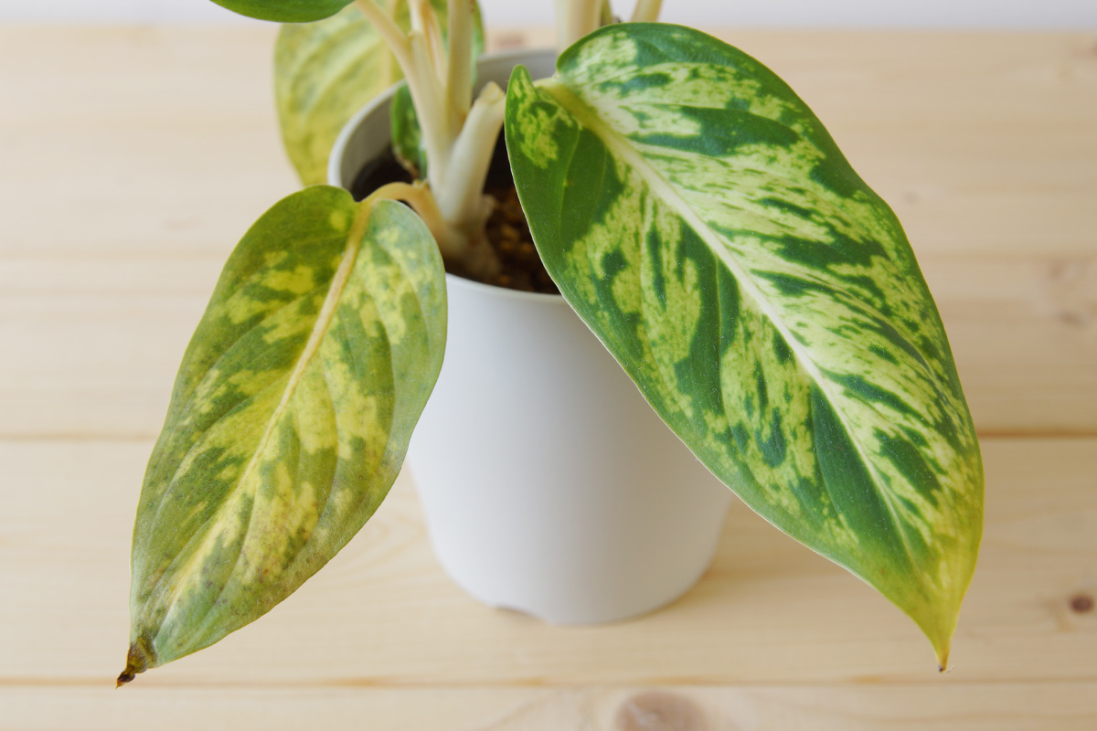 耐陰性は強いが寒さが苦手なディフェンバキア・スパークレス | ウチデ