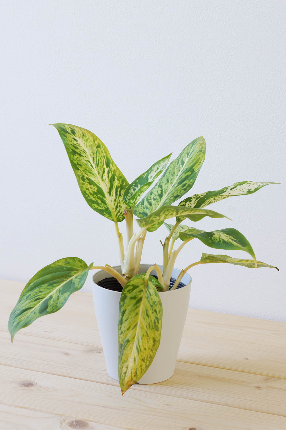 耐陰性は強いが寒さが苦手なディフェンバキア・スパークレス | ウチデ