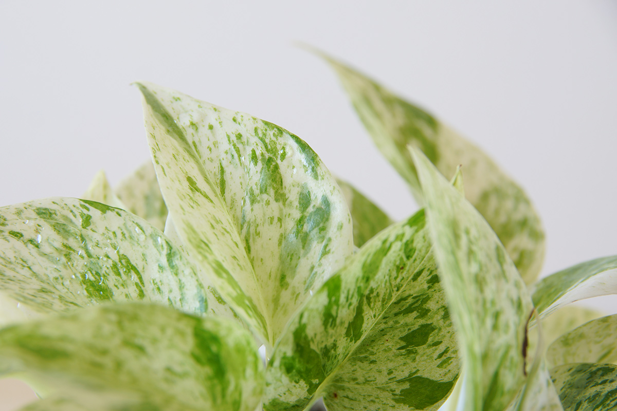 ポトス・マーブルクイーンの植え替え | ウチデグリーン | UCHI de GREEN