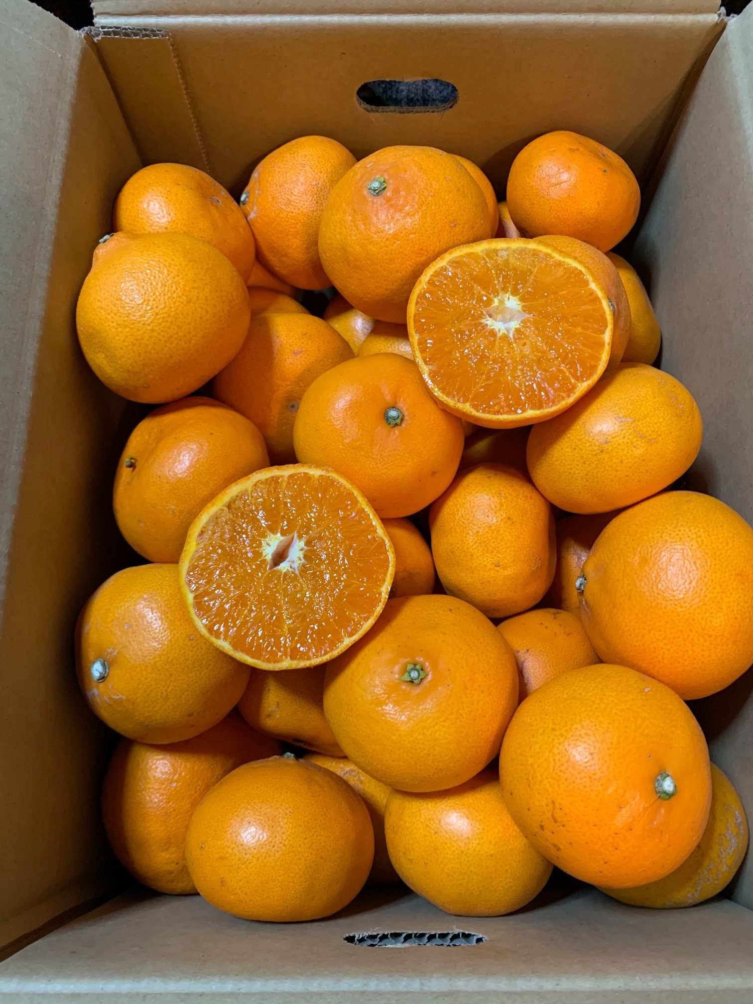 秀品】 和歌山産 有田のせとか 2.5㎏ サイズ混合 - 内芝ファーム