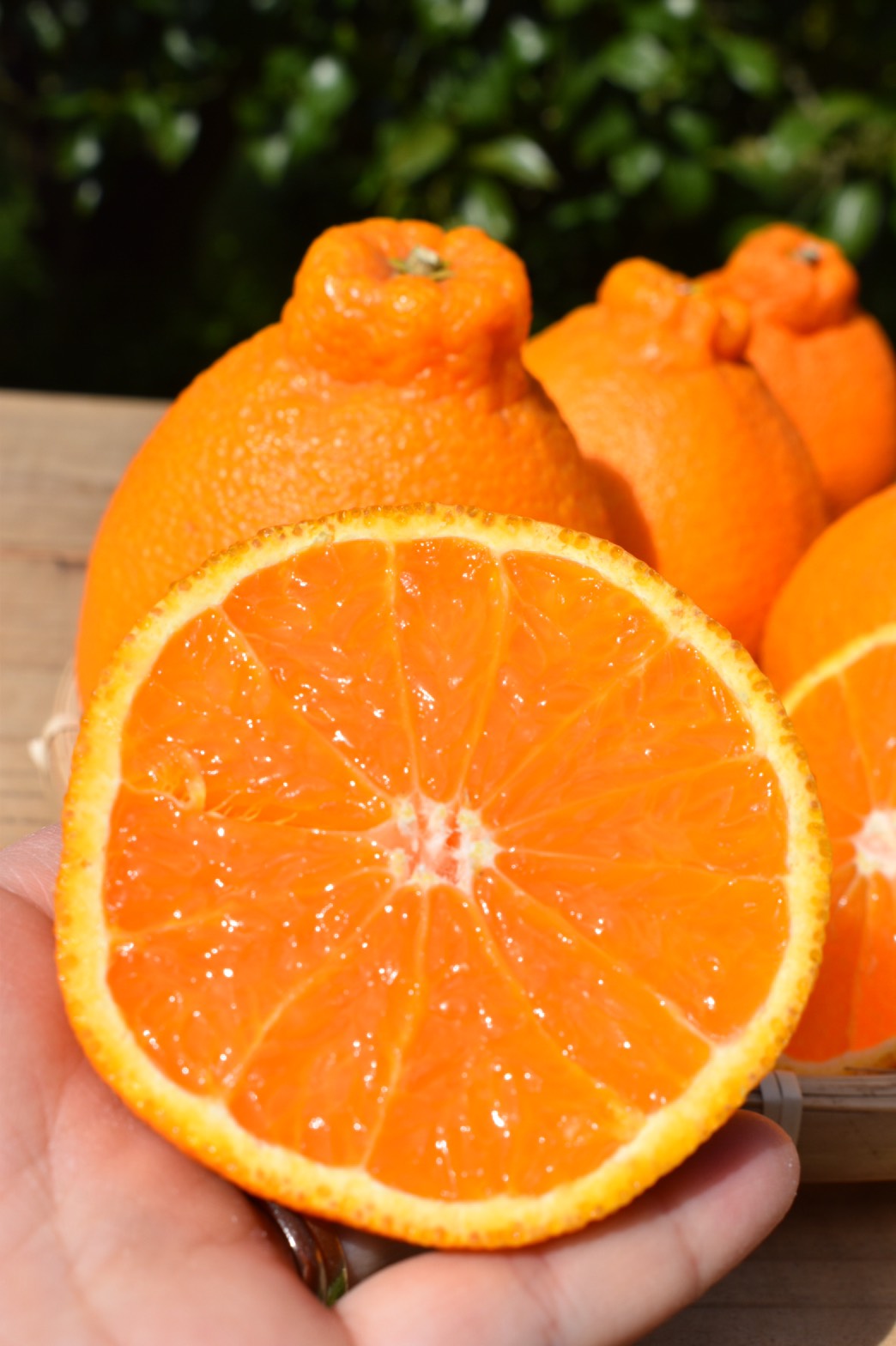 贈答用】 和歌山産 有田の不知火 化粧箱 11～12玉 - 内芝ファーム